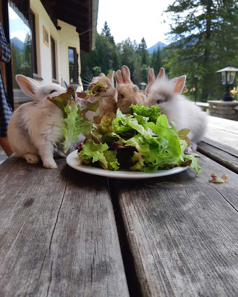 Kleine Kaninchen essen Salat von einem Teller auf einem Tisch. Süß